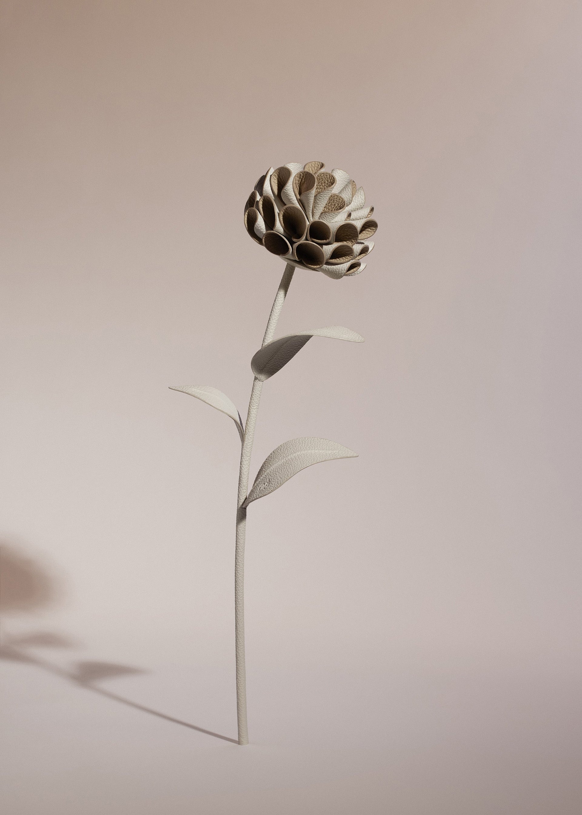 Dalium-blomst - Duo Kridt Kornet