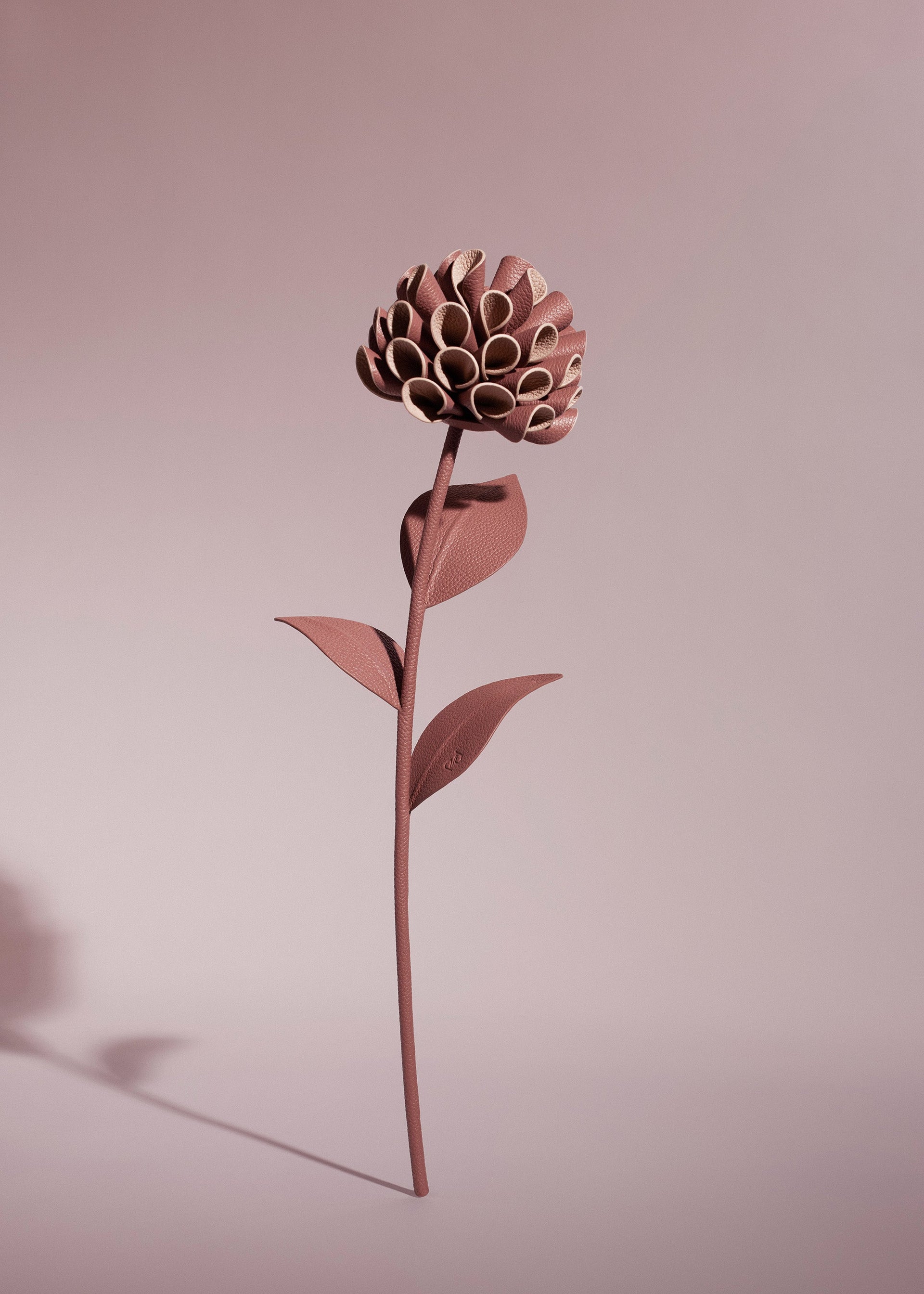 Dalium-blomst - Duo Blush Kornet