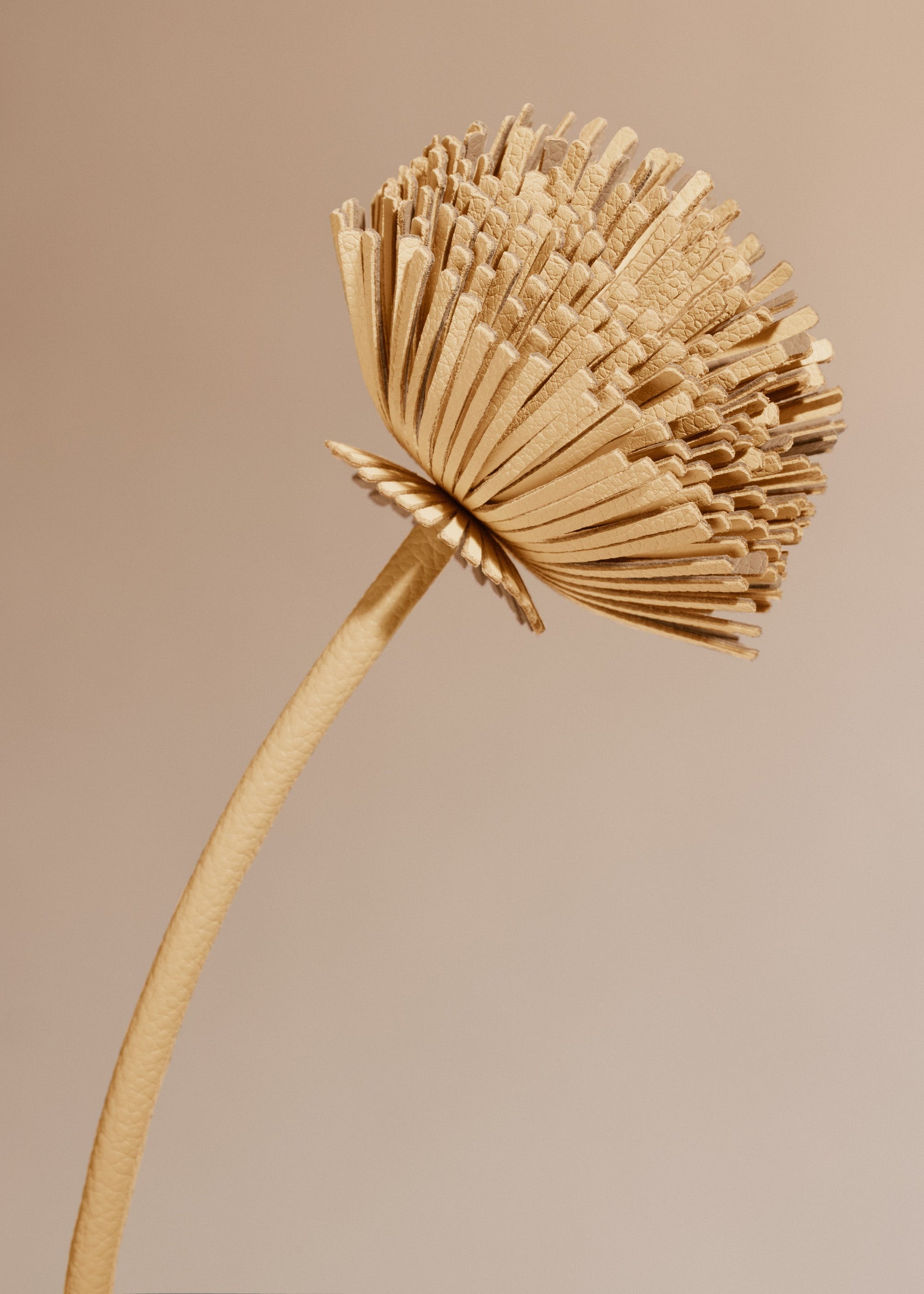 Tul-blomst - Duo Barkrød Kornet