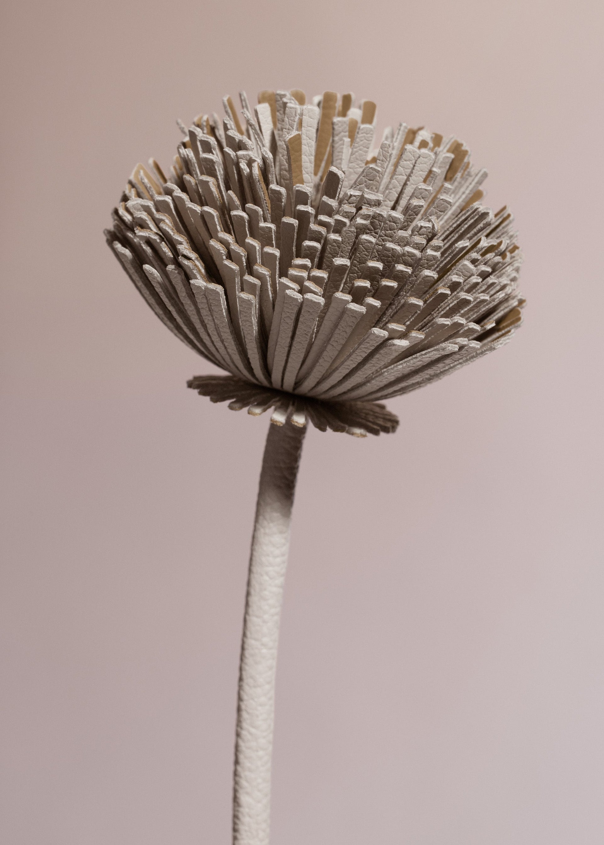 Tul-blomst - Duo Kridt Kornet