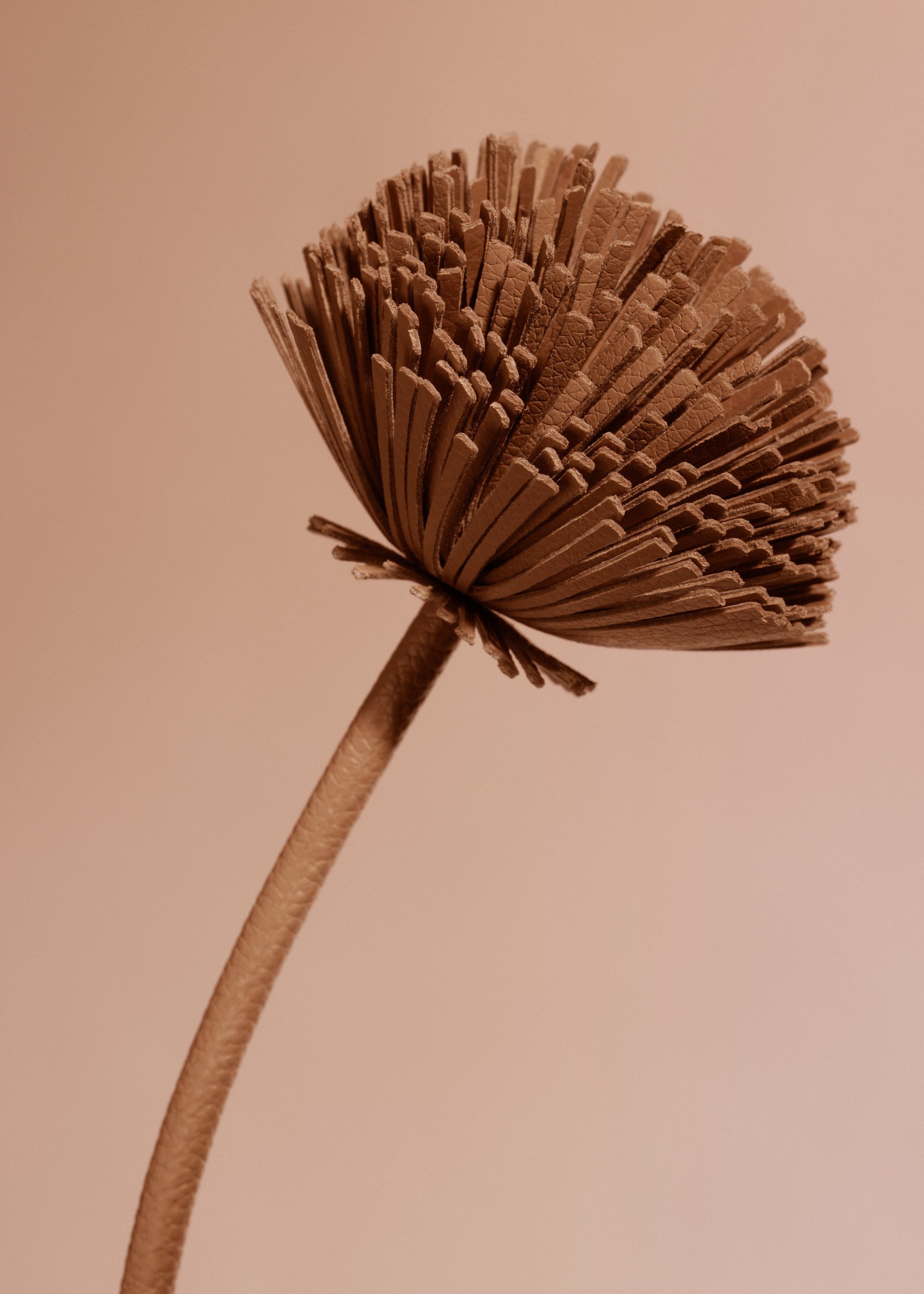 Tul-blomst - Duo Barkrød Kornet