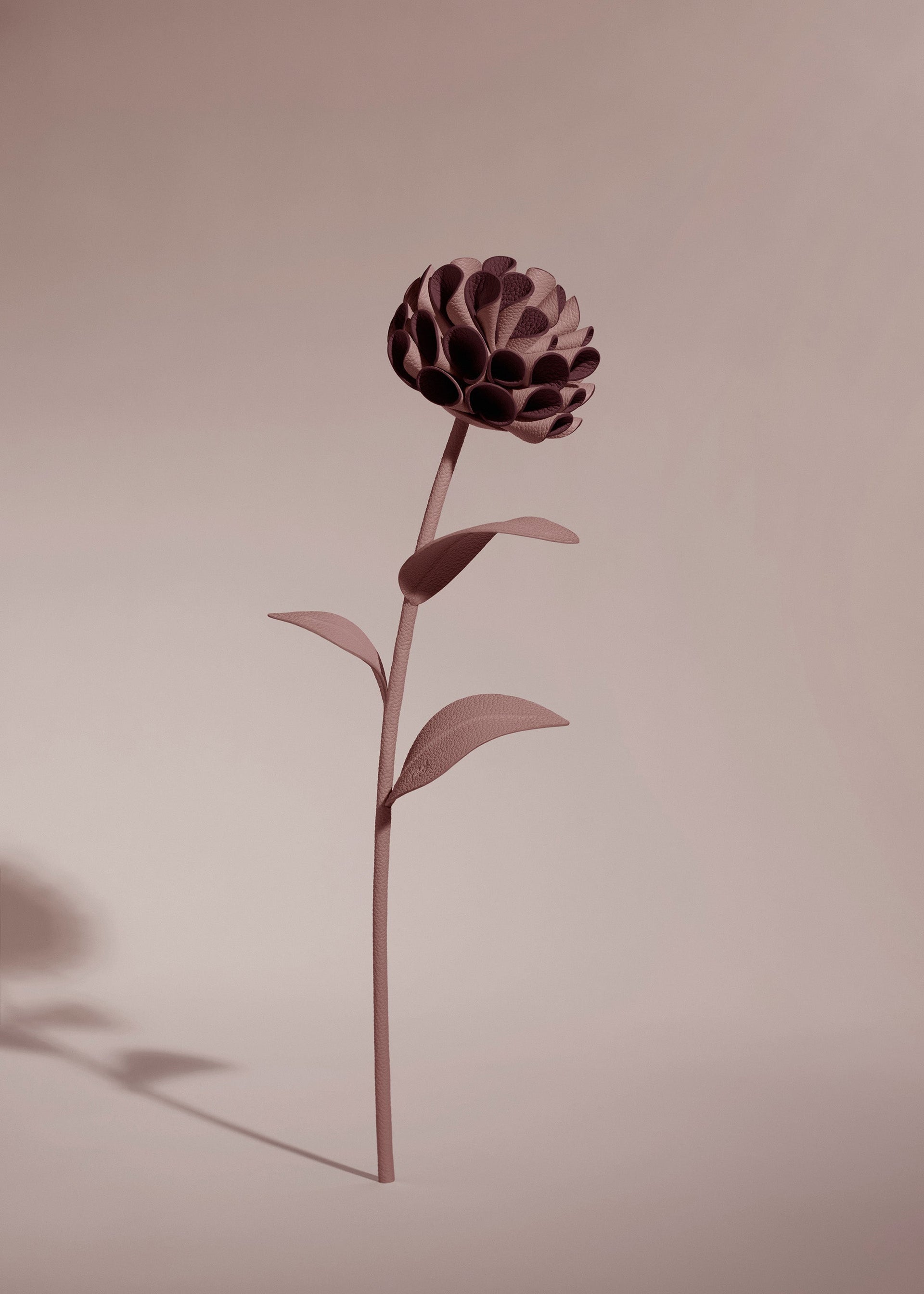 Dalium-blomst - Duo Lilla