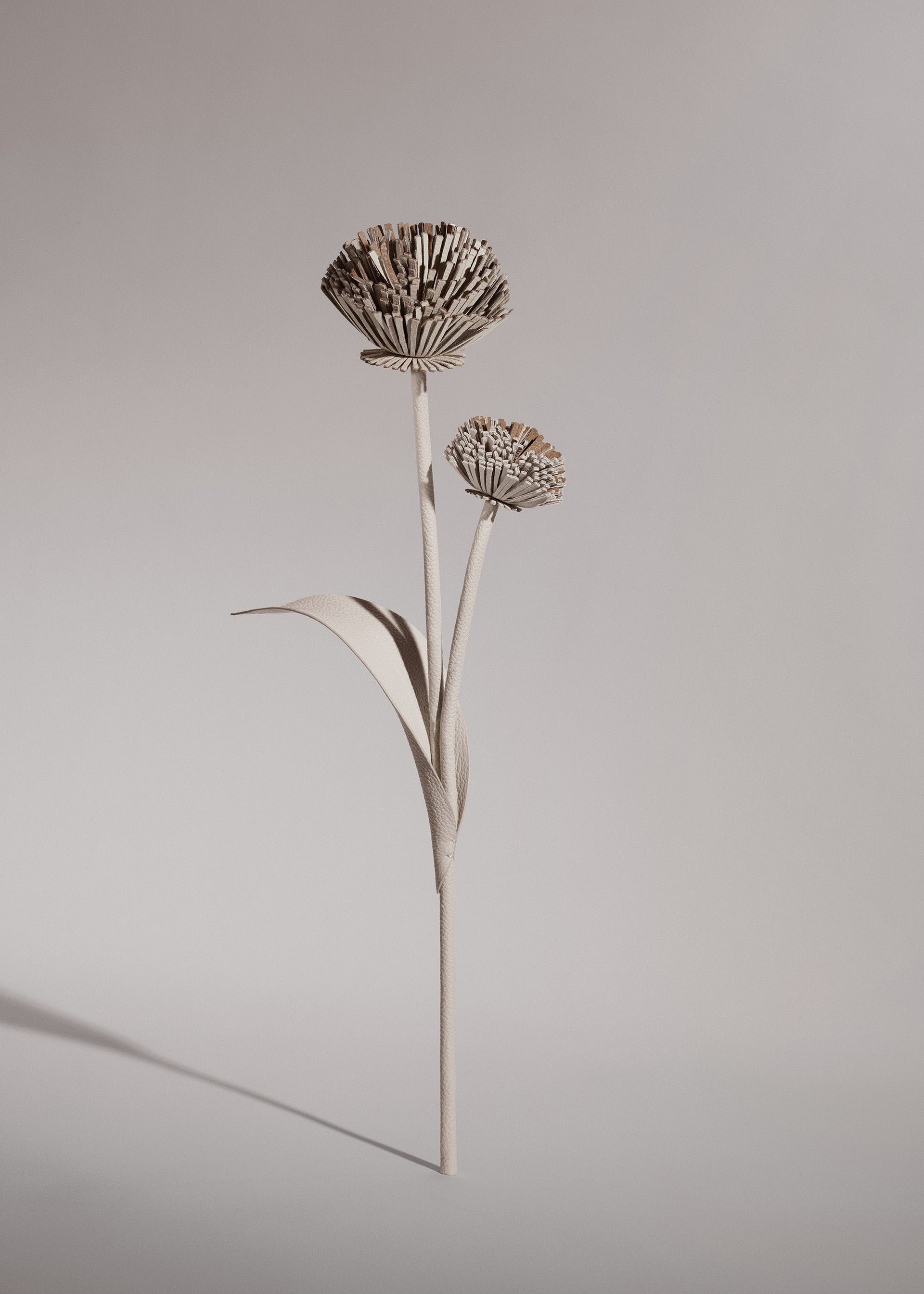 Tul-blomst - Duo Kridt