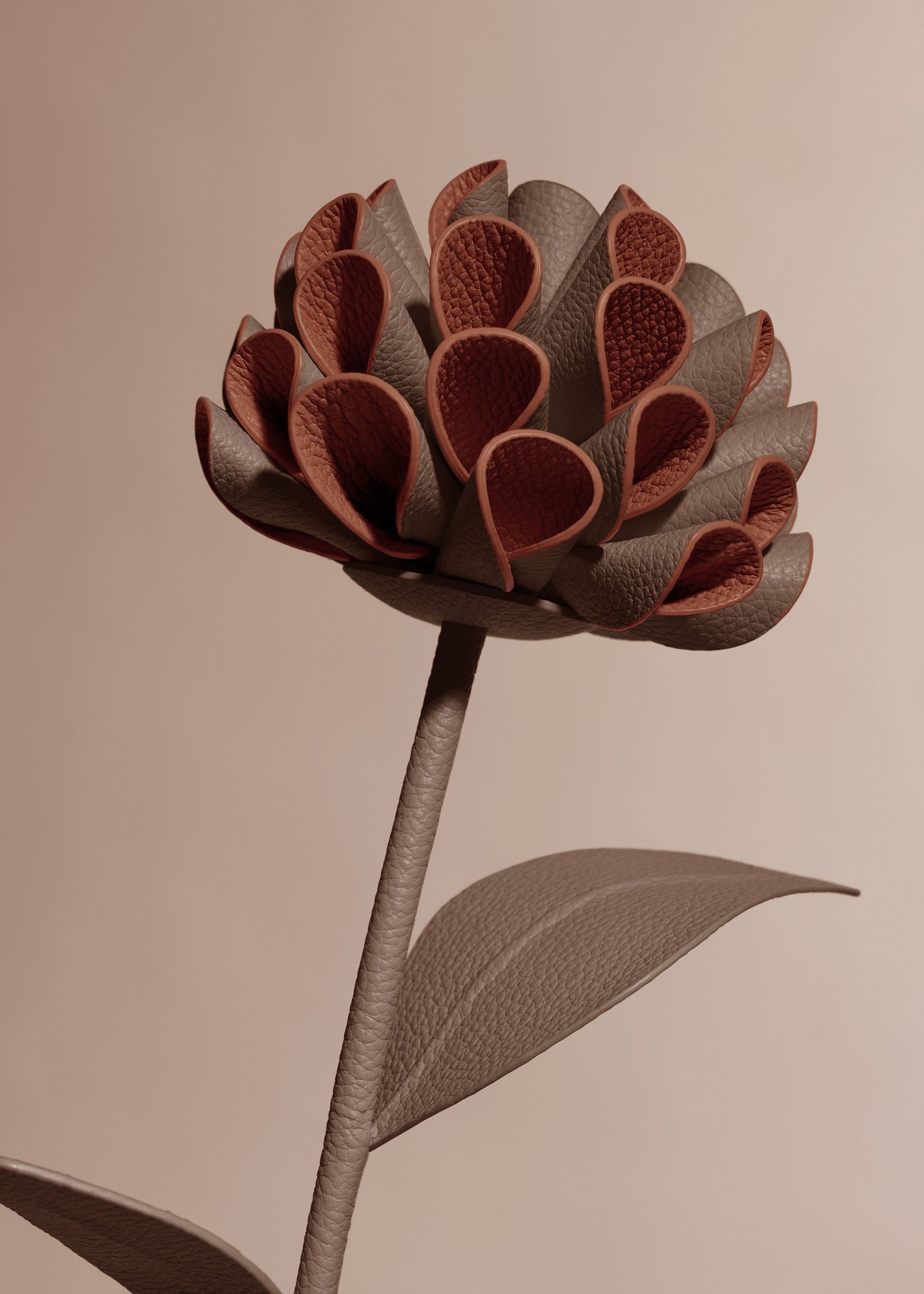 Dalium Blomst - Rod