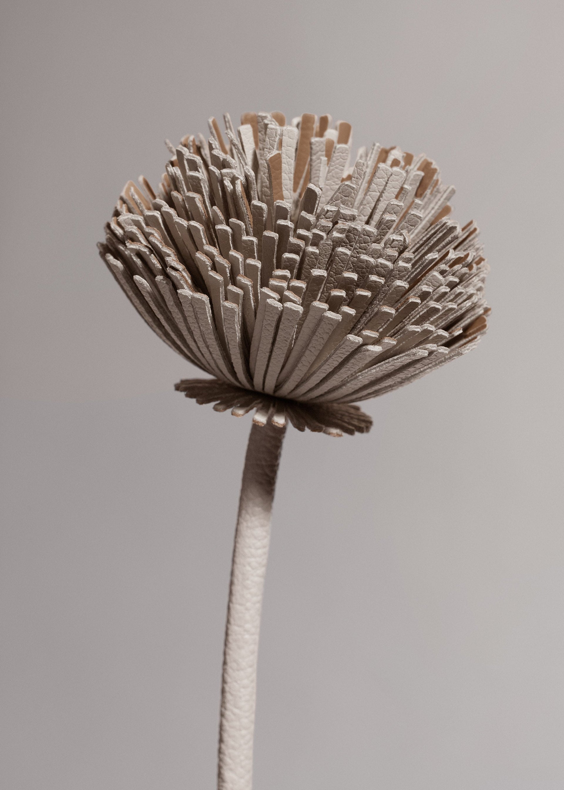 Tul-blomst - Duo Kridt