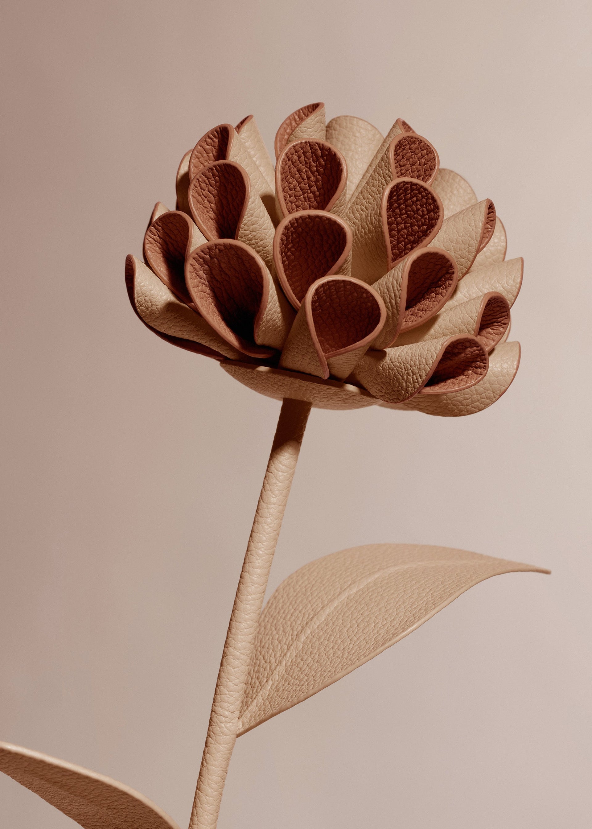 Dalium-blomst - Duo Beige