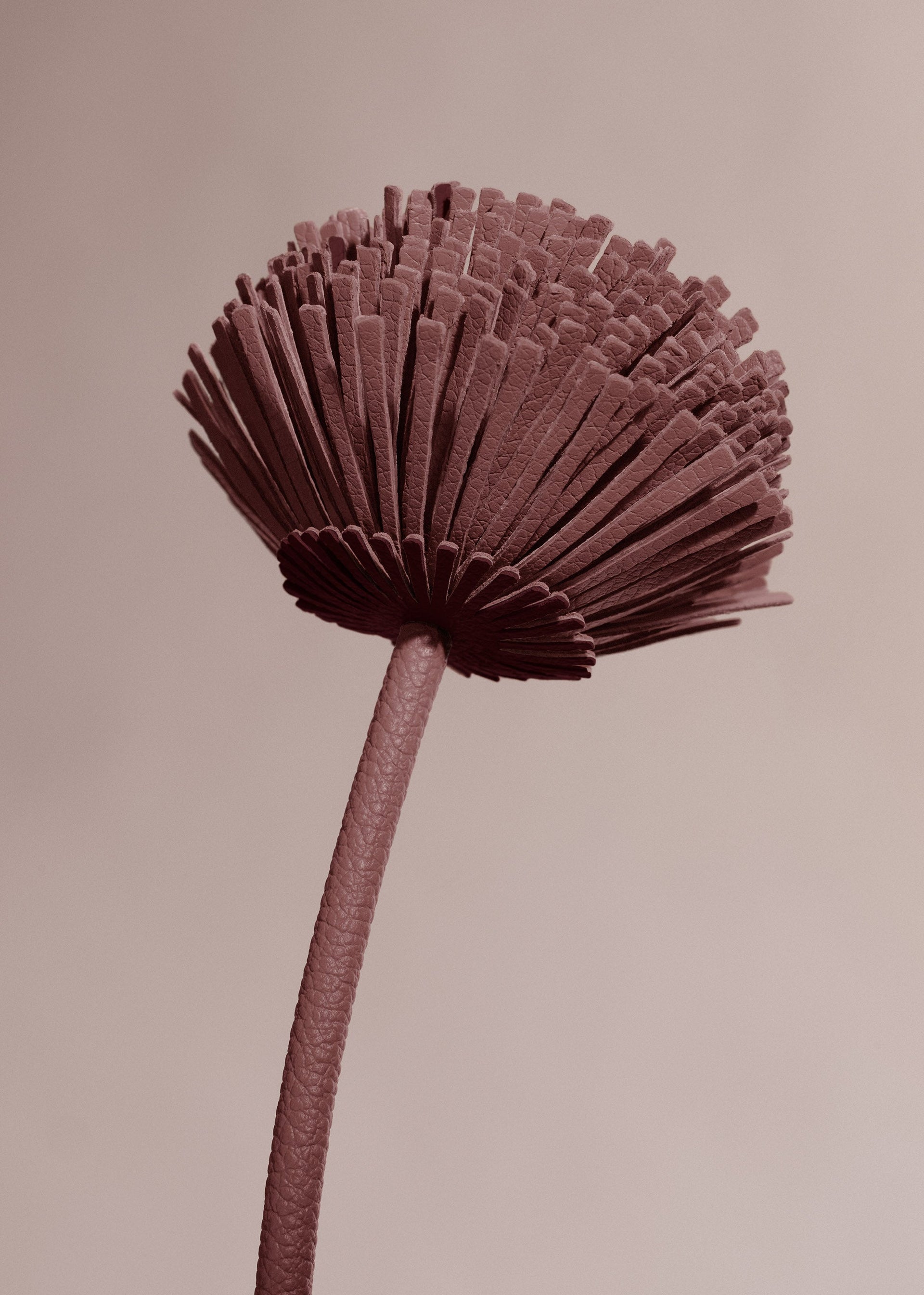 Tul-blomst - Duo Lilla