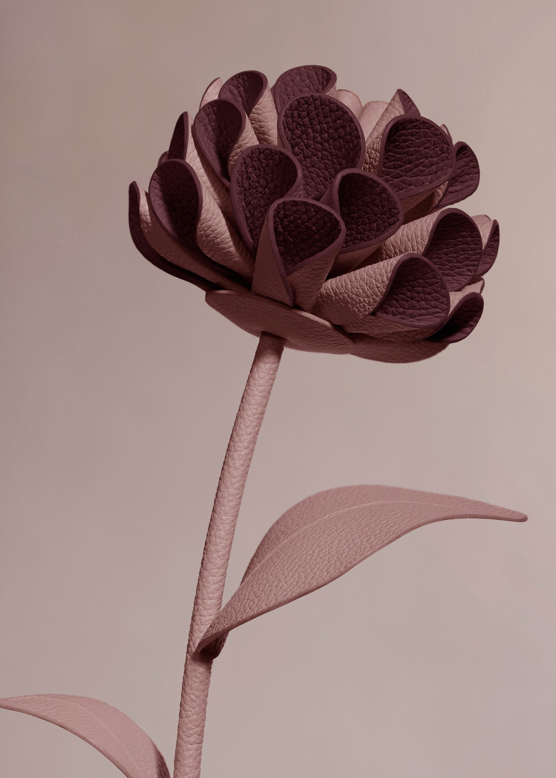 Dalium-blomst - Duo Lilla