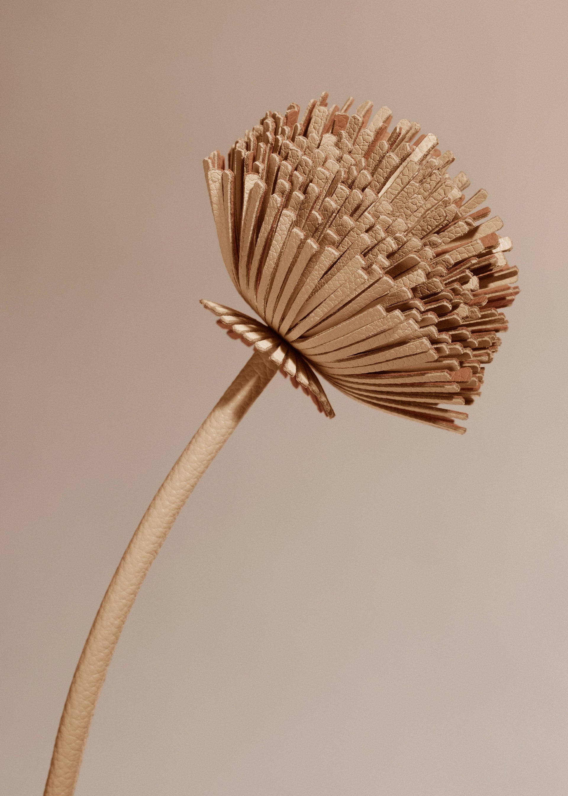 Tul-blomst - Duo Beige