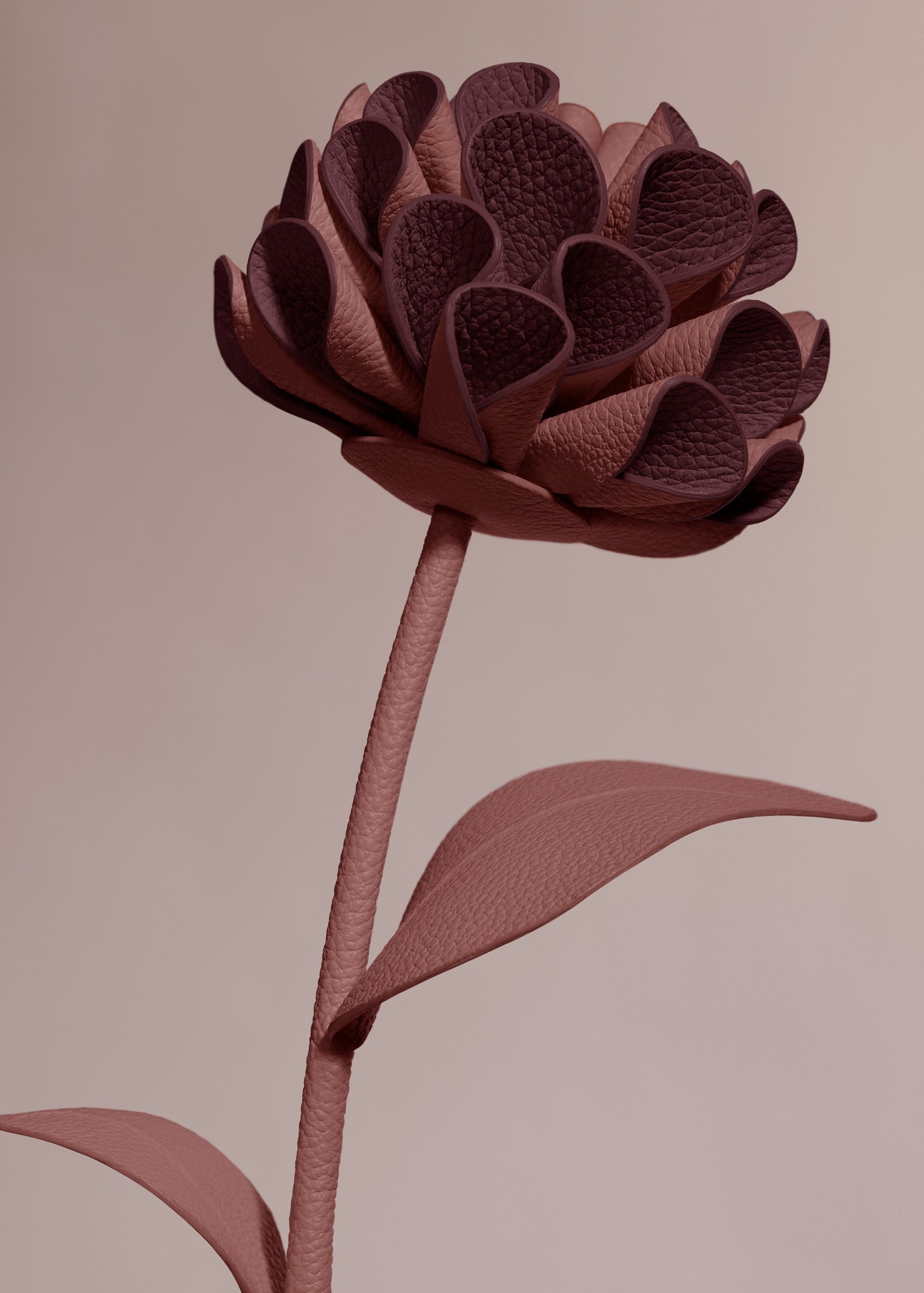 Dalium blomst - Lilla