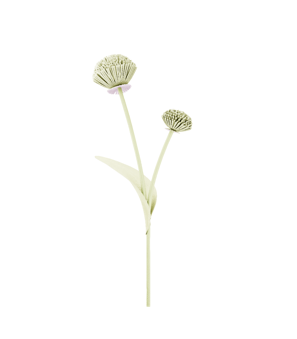 Tul Blomst - Aloe